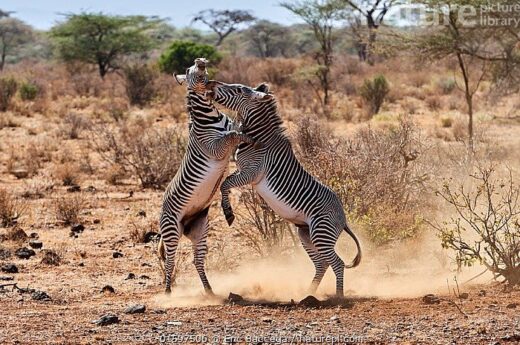 4 Days 3 Nights Camping Budget Safari