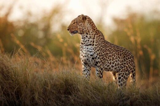 Tanzania Odyssey