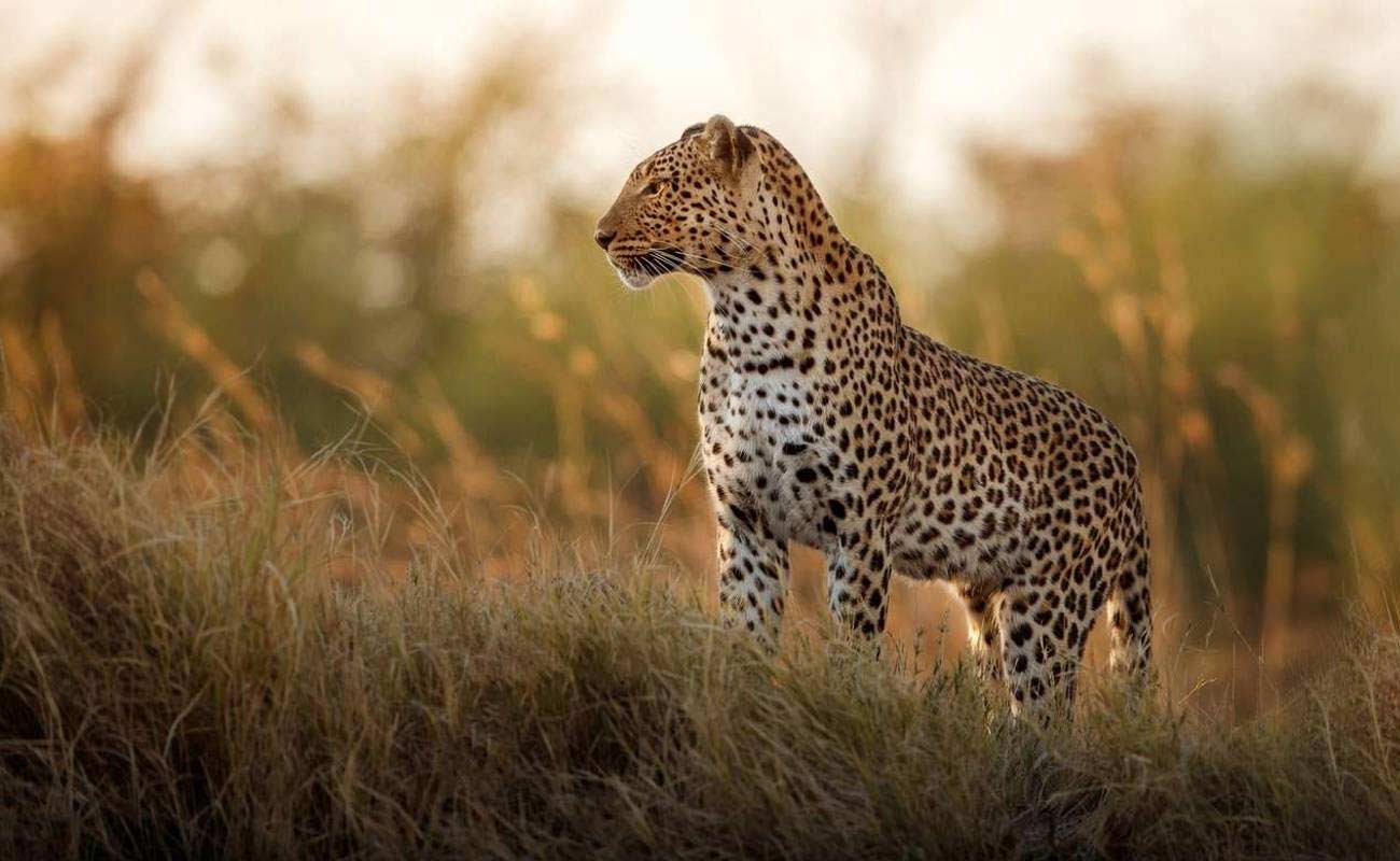 Tanzania Odyssey