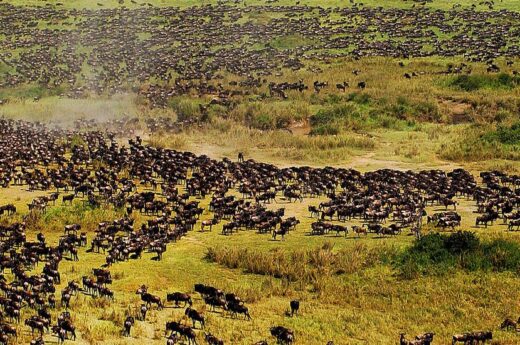 5 Day Serengeti Great Migration Safari