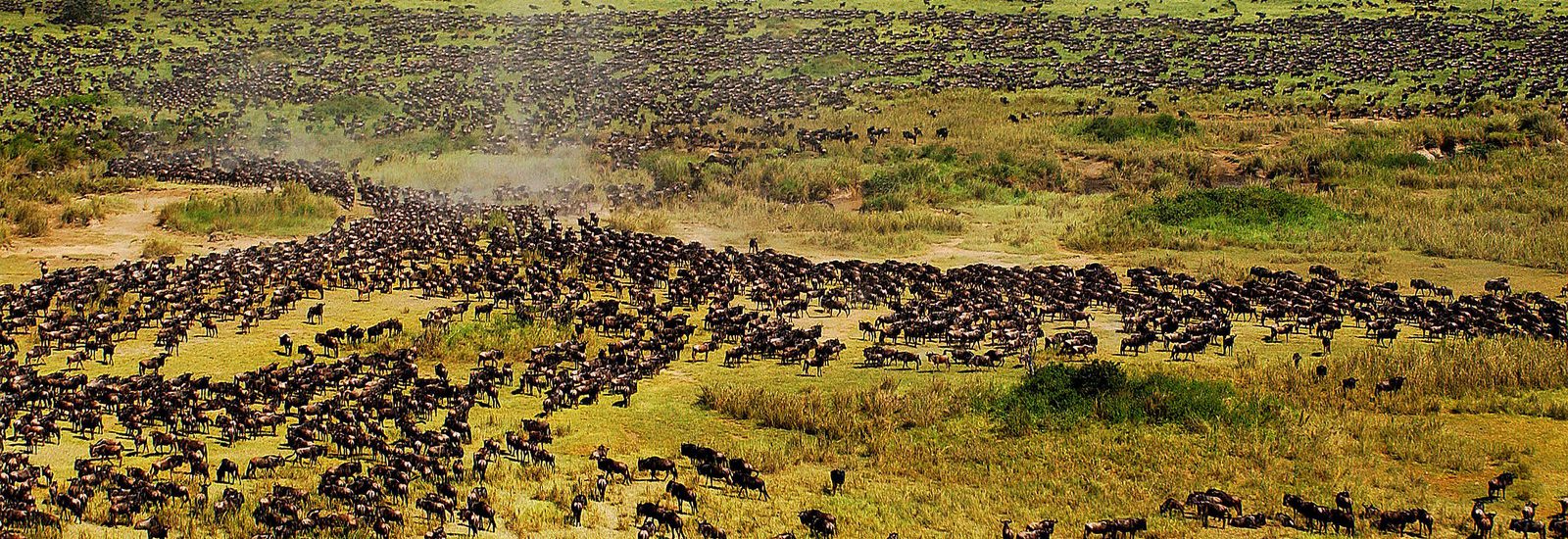 5 Day Serengeti Great Migration Safari