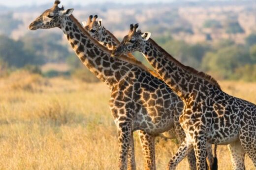 4 Days Tanzania Special Safari