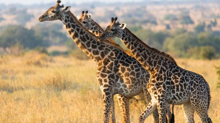 4 Days Tanzania Special Safari