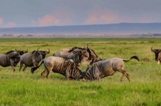 7 Days Great Wildebeest Migration Calvin Safari