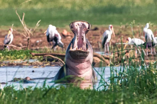 7 Days Safari