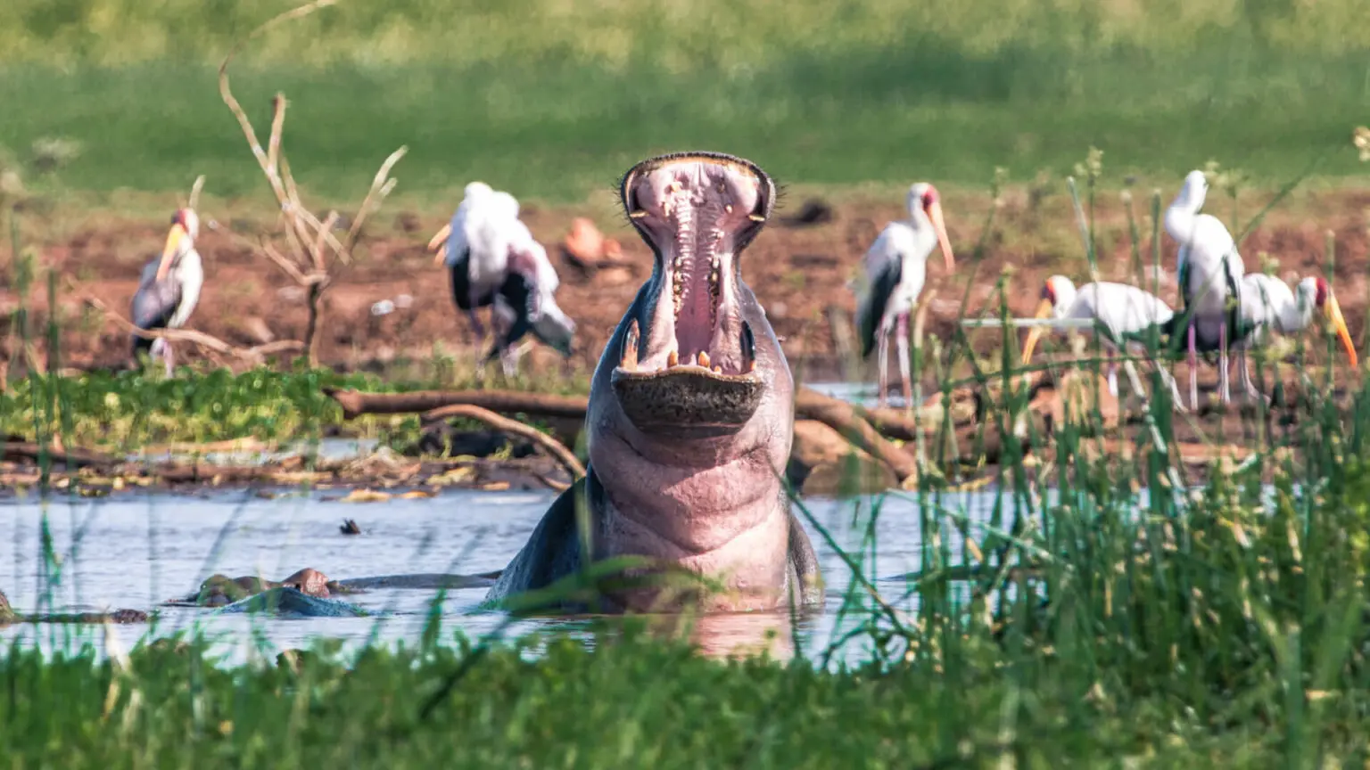 7 Days Safari