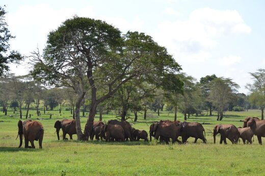 6 Days Tanzania Wildlife Safari