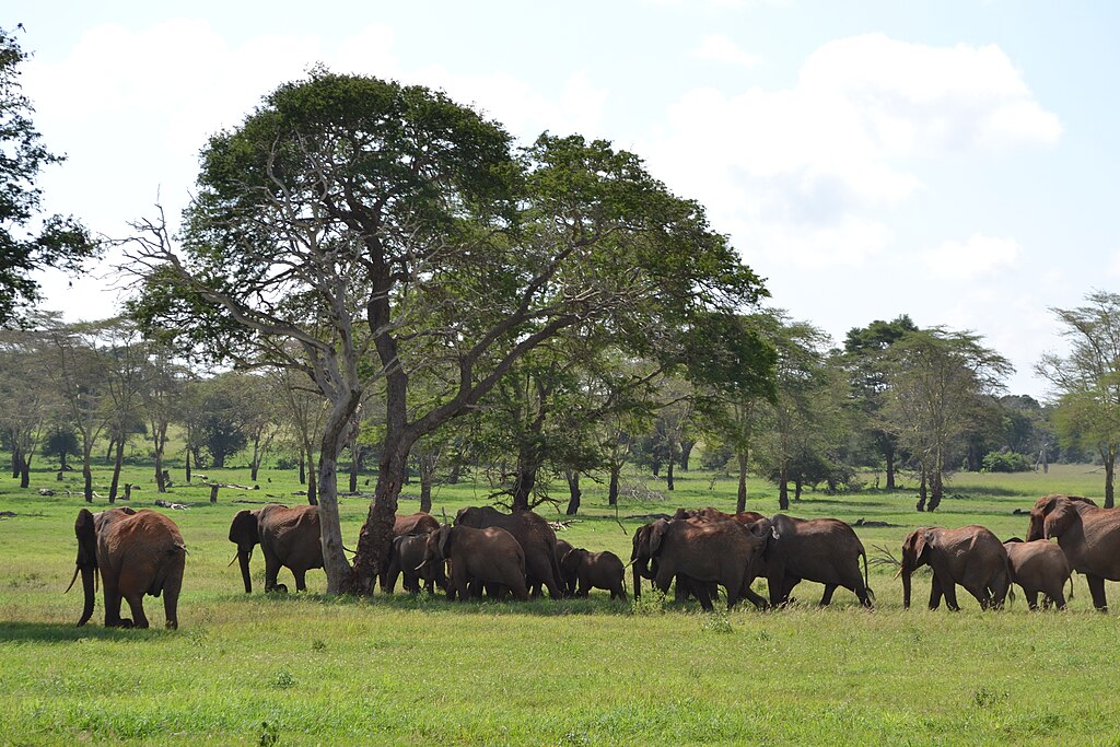 6 Days Tanzania Wildlife Safari