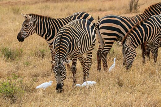 5 Days Tanzania Safari Experience