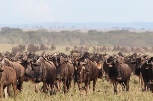 2 Days Wildebeest Migration Safari From Arusha
