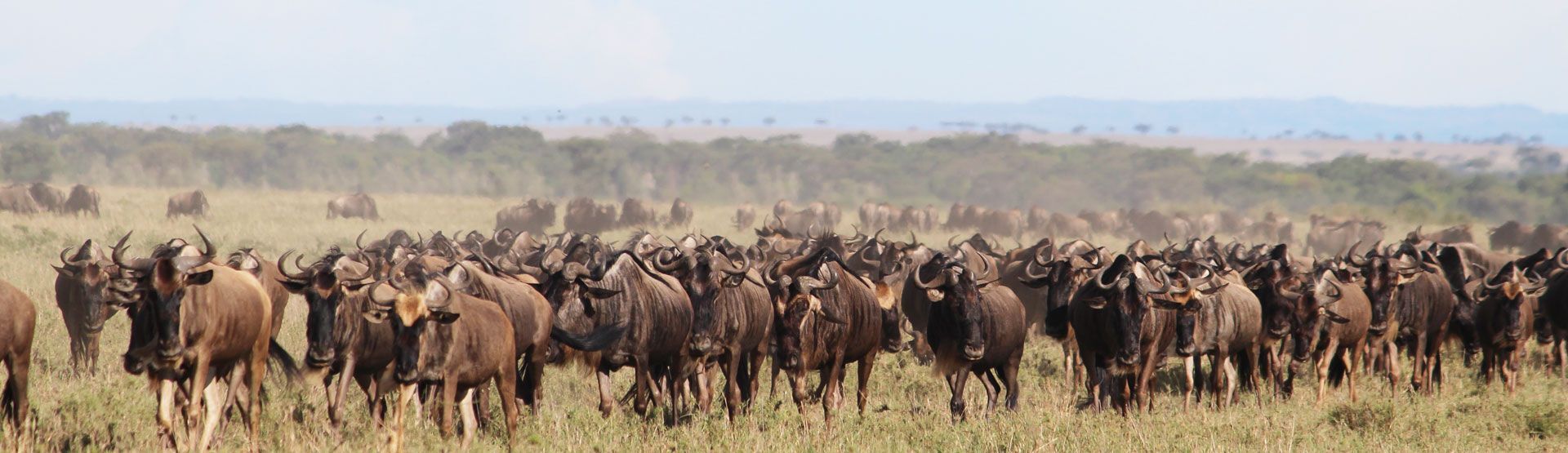 2 Days Wildebeest Migration Safari From Arusha