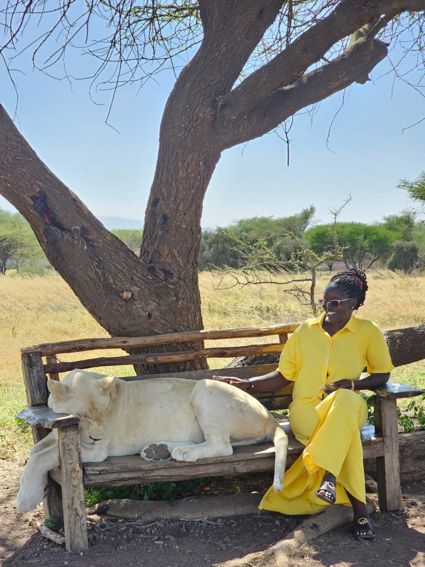 Lion and human interaction