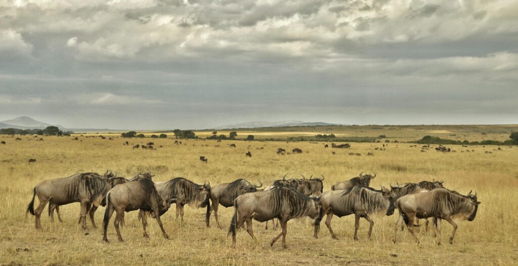 A herd of wildebeest grazing in Tanzania's Serengeti National Park under a cloudy sky.