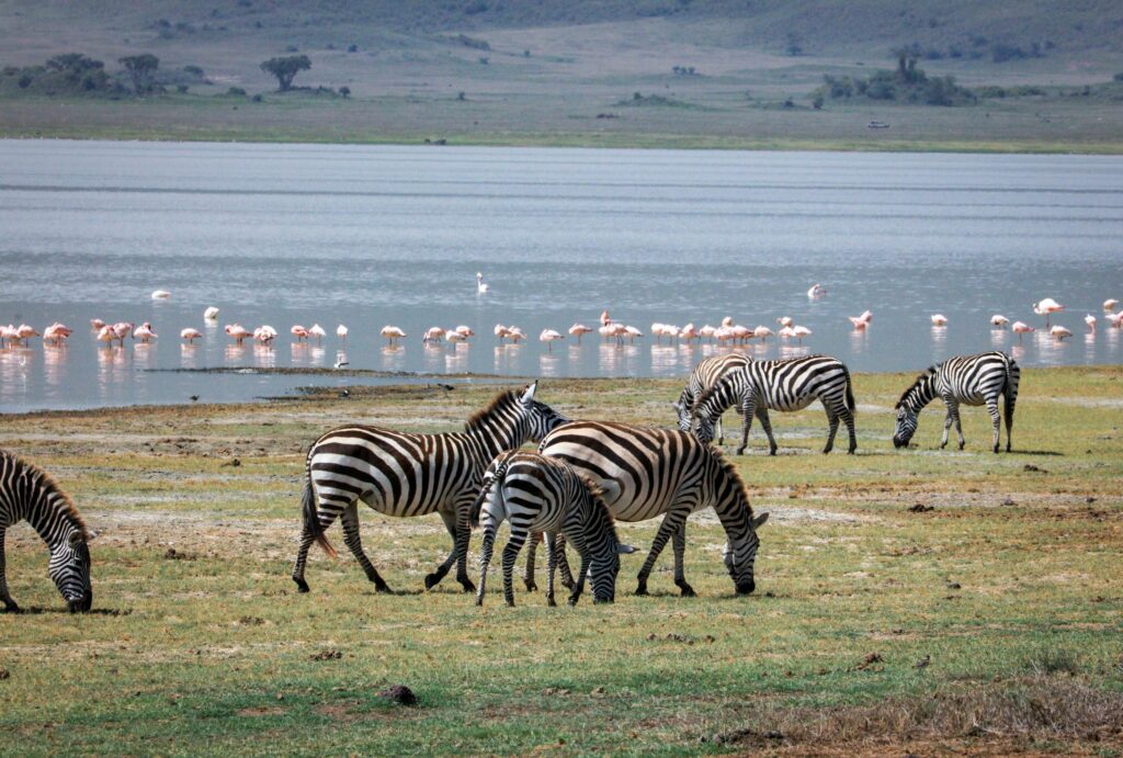 Lake manyara