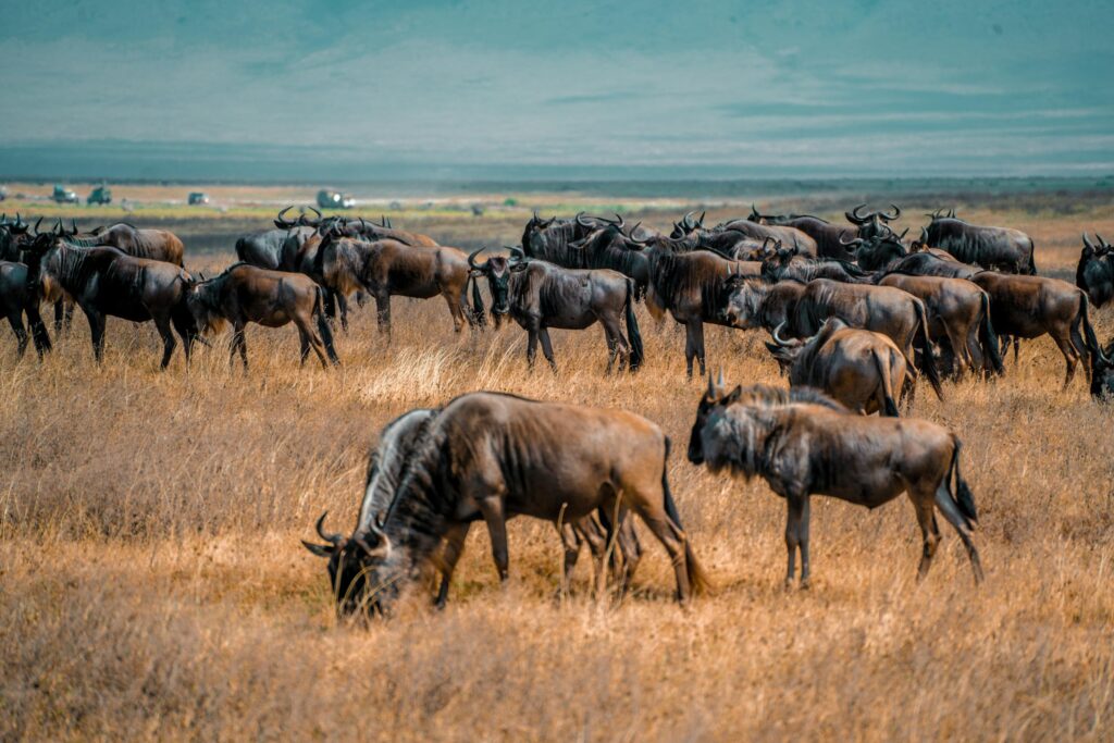 A large herd of wildebeest grazing in the vast savannah of Arusha, Tanzania.