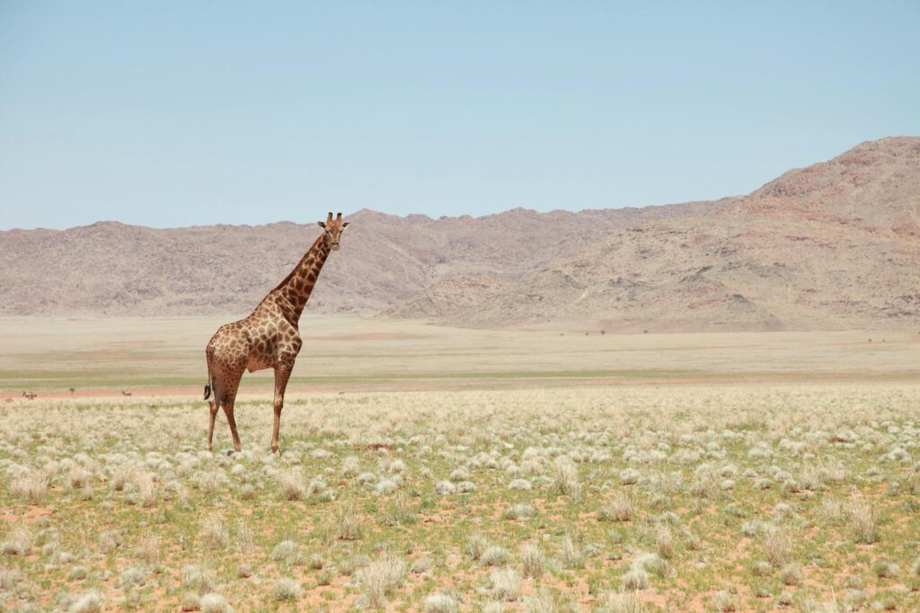 serengeti