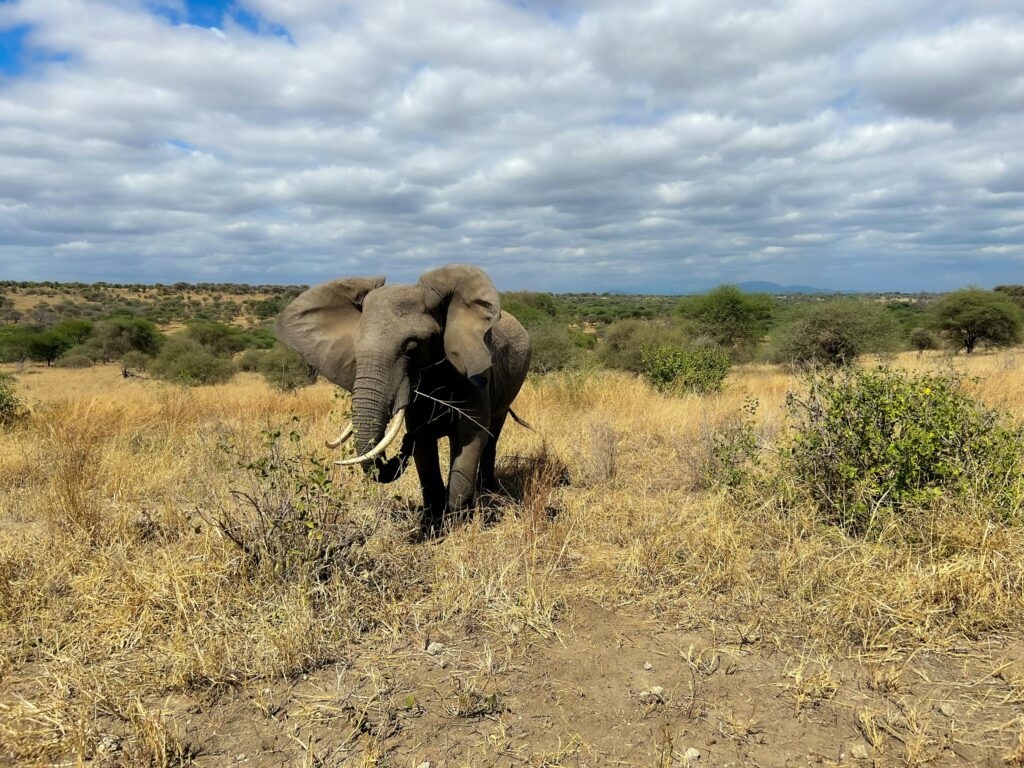 A majestic African elephant grazing in the vibrant savanna of Tanzania under a vivid blue sky.