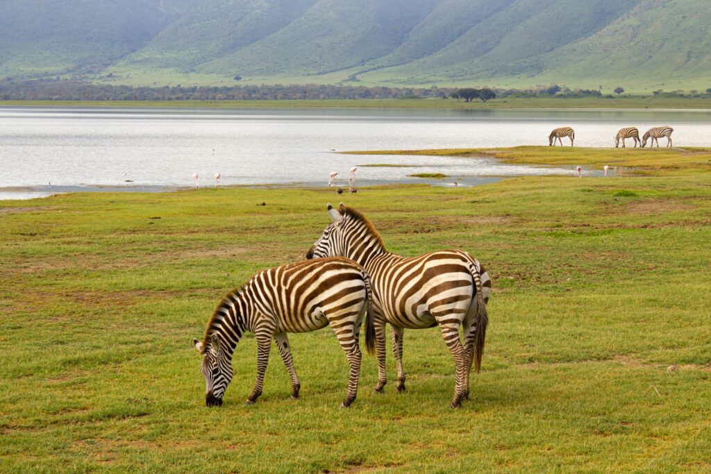 A serene scene of zebras feeding in Tanzania's Ngorongoro Crater with distant mountains.