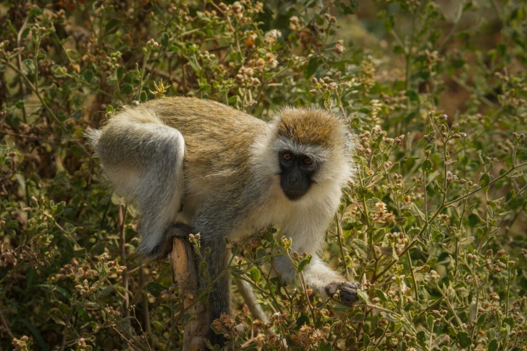A vervet monkey perched in the wild vegetation of Tanzanian forest.