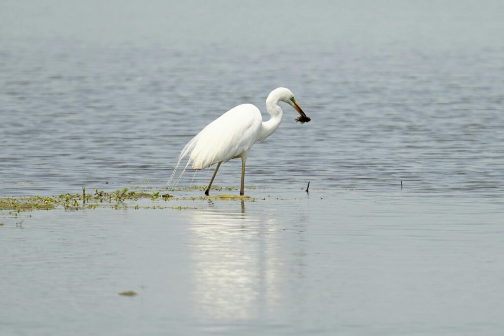 lake manyara