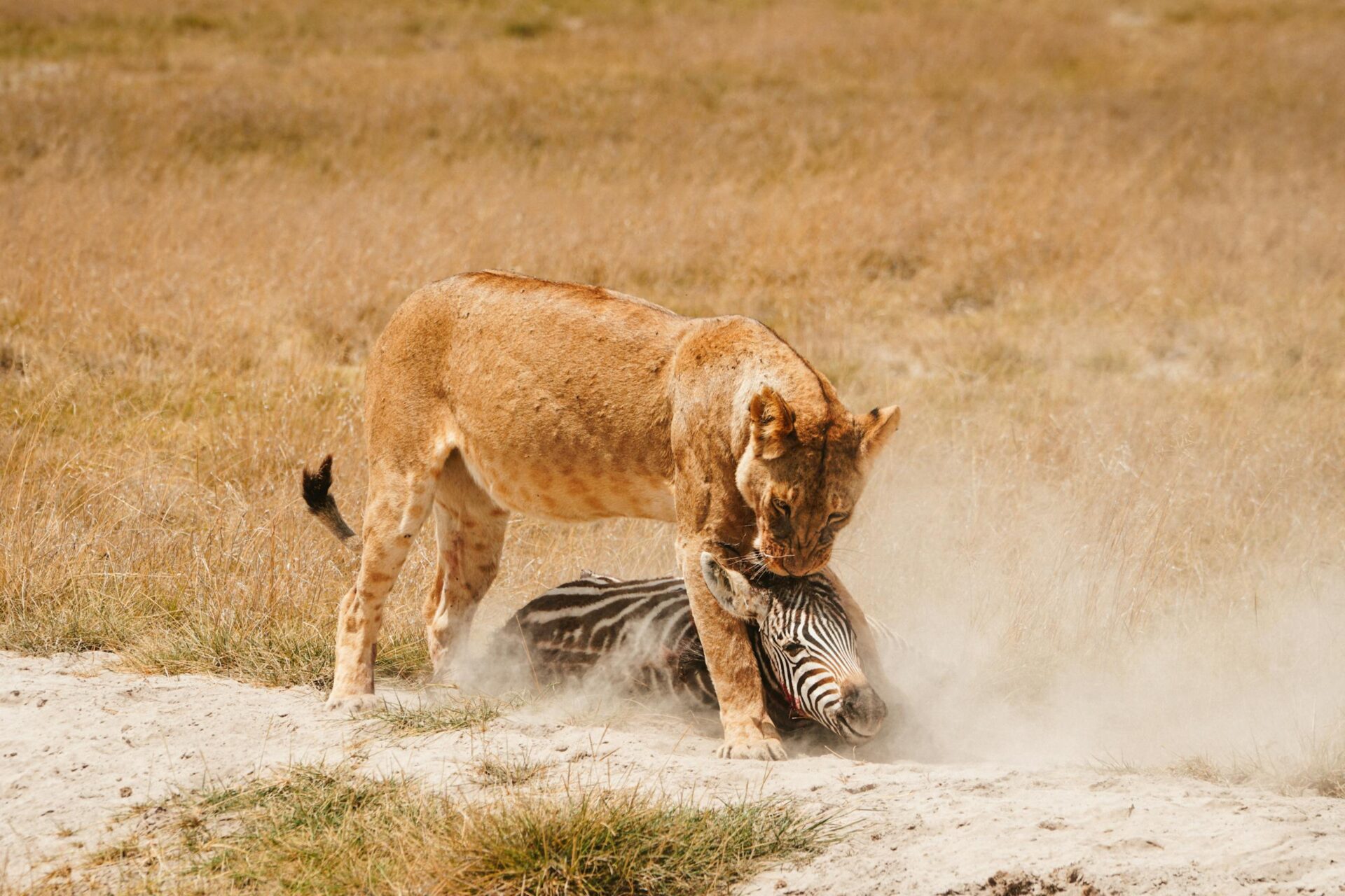 Lioness captures zebra in a dramatic scene on Kenya's savanna. Wildlife in action.