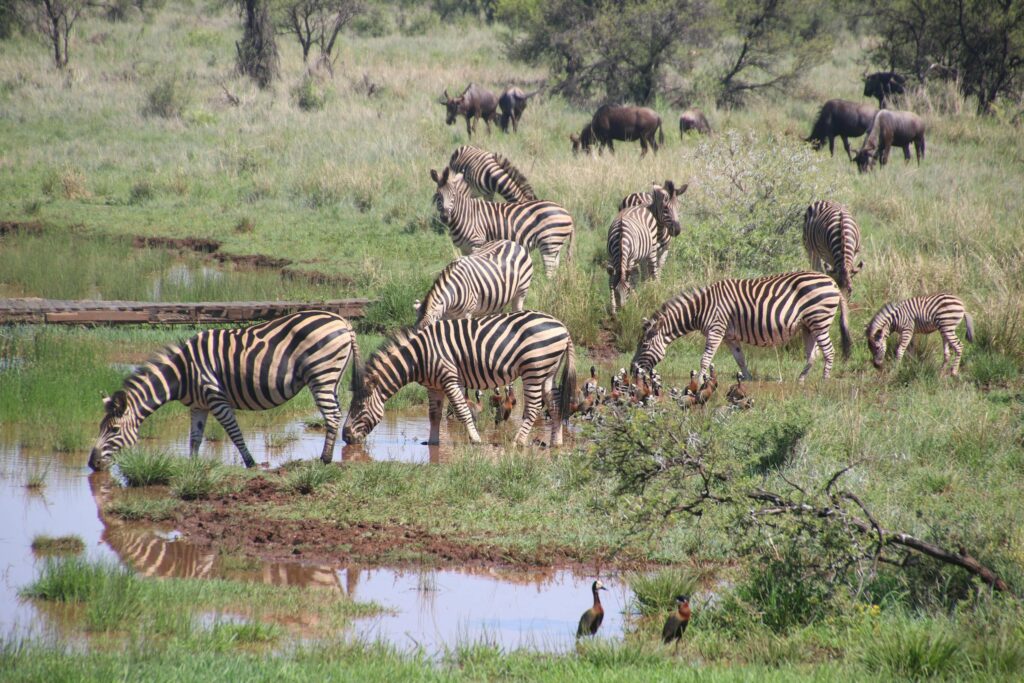 serengeti